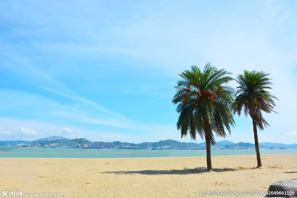 海边椰子树
