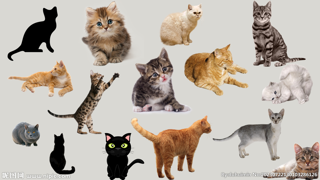 免抠宠物猫