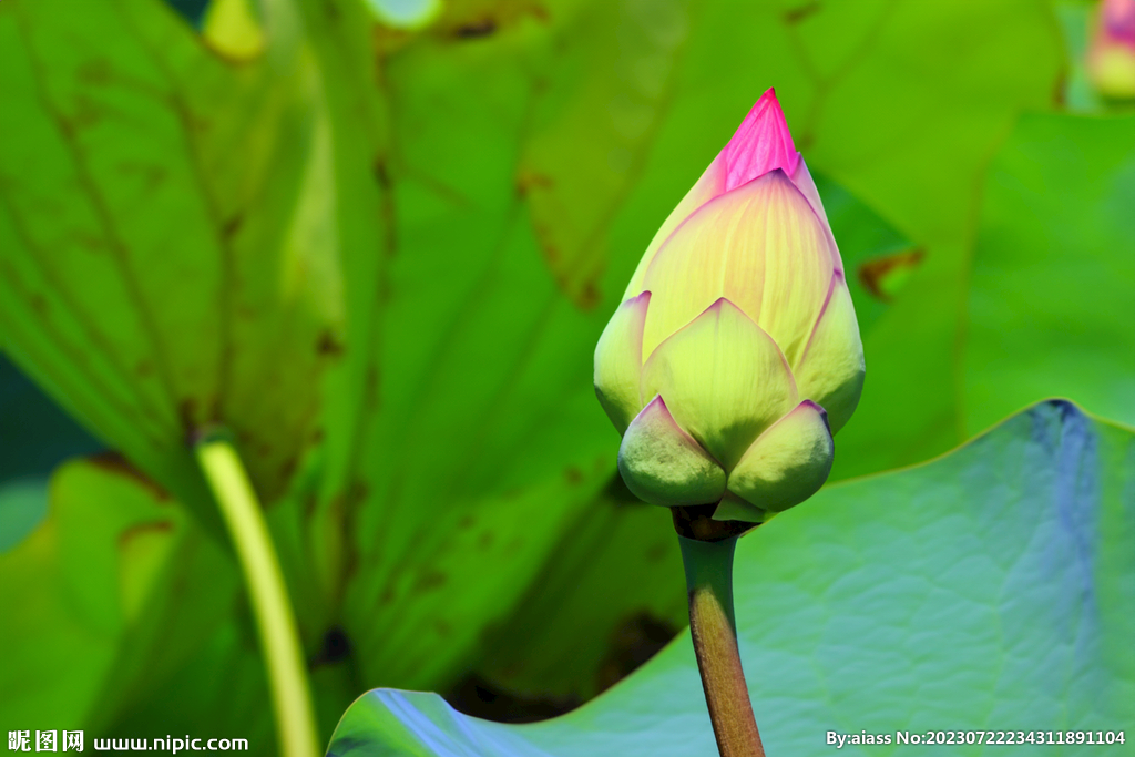 荷花