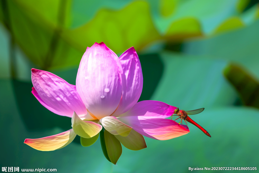 荷花