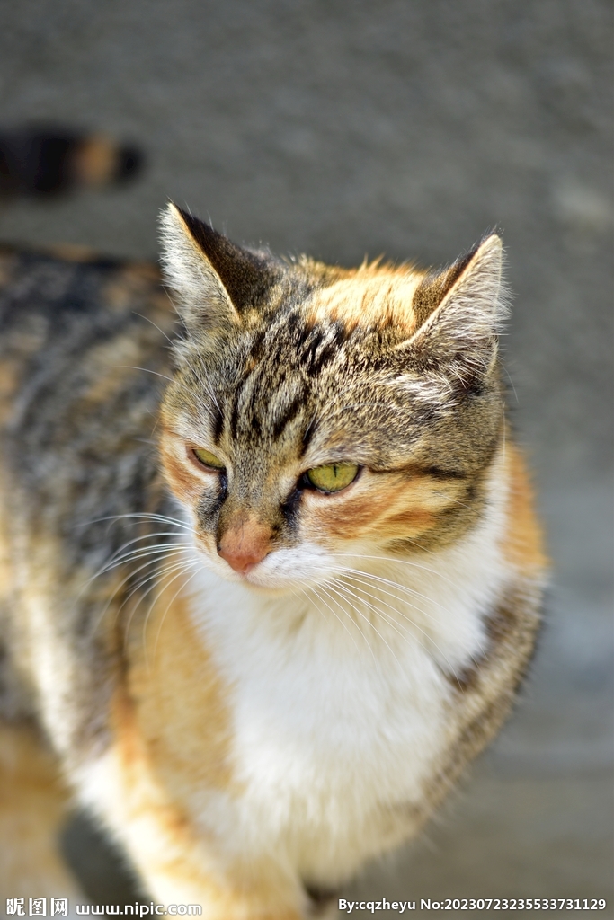 猫