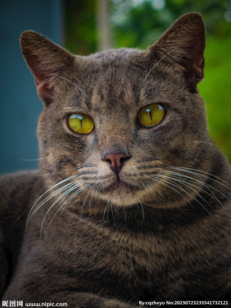 猫