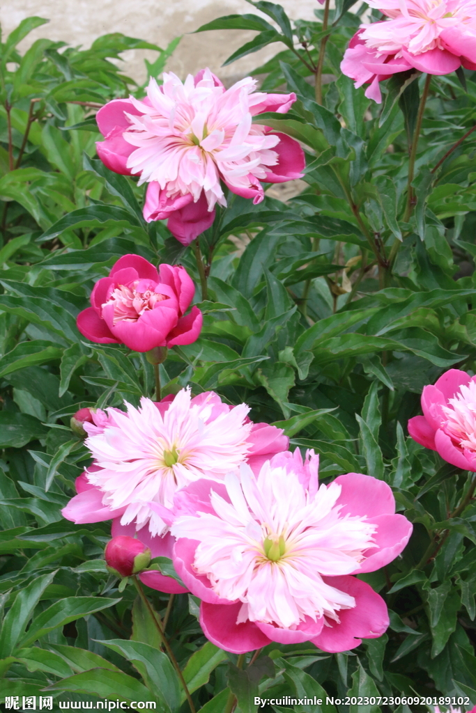 芍药花