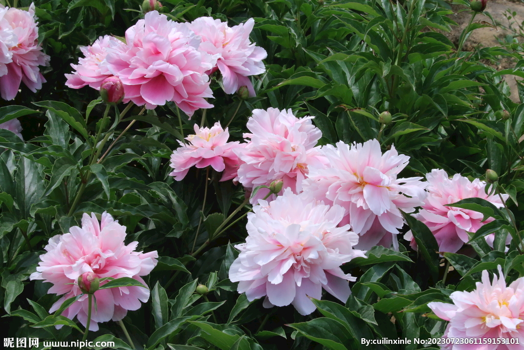 芍药花
