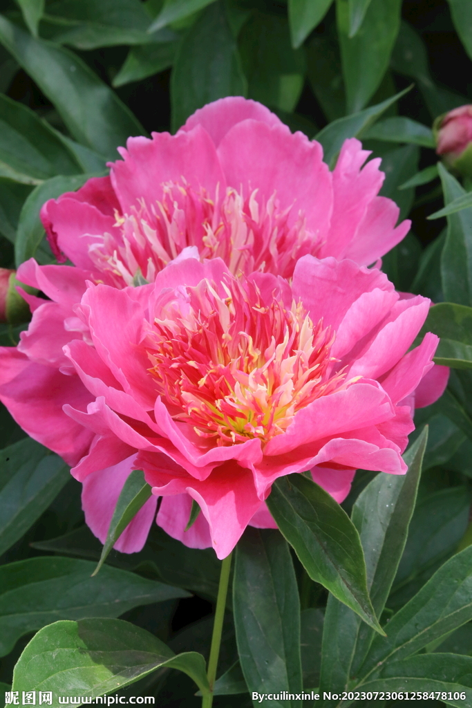 芍药花