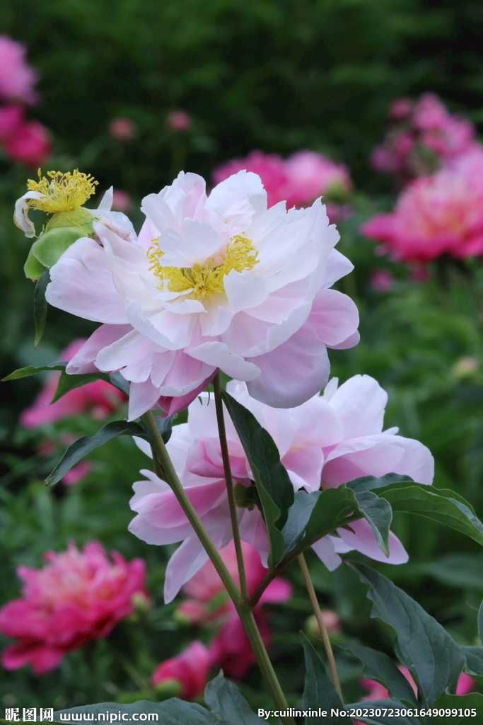 芍药花 