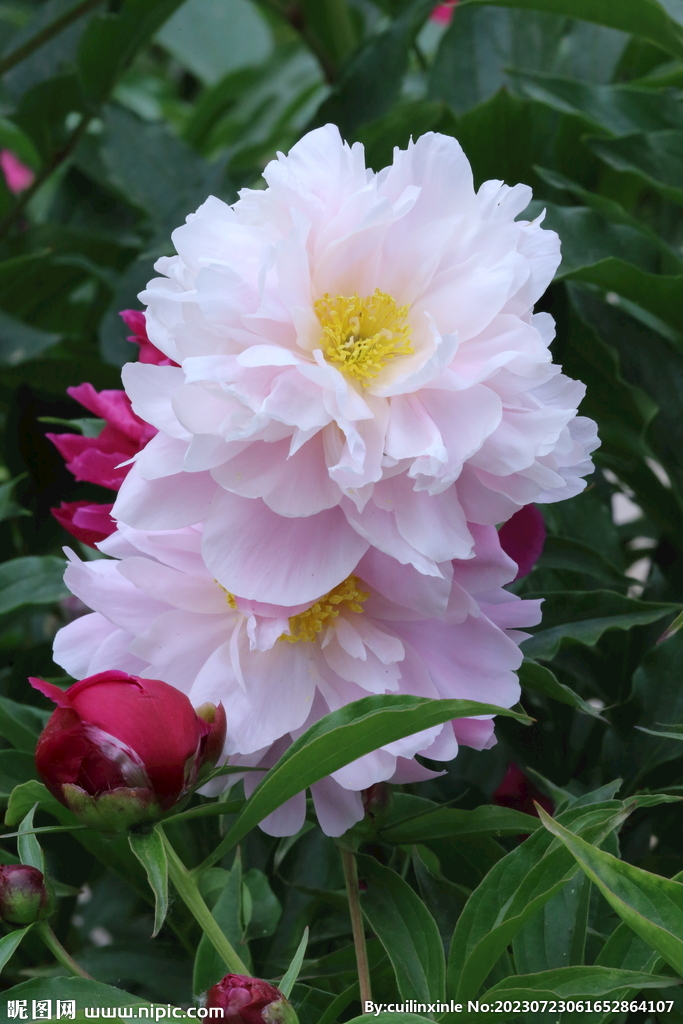 芍药花 