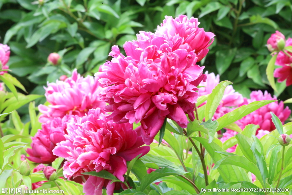 芍药花 
