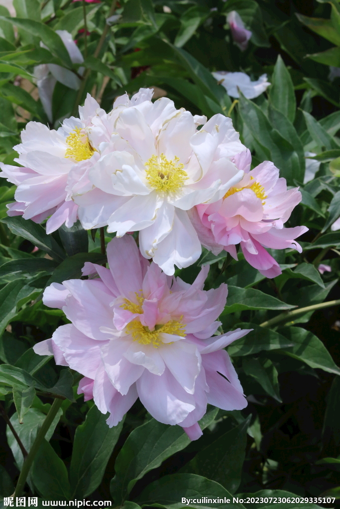 芍药花