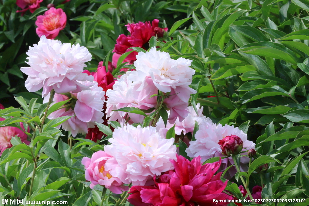 芍药花 