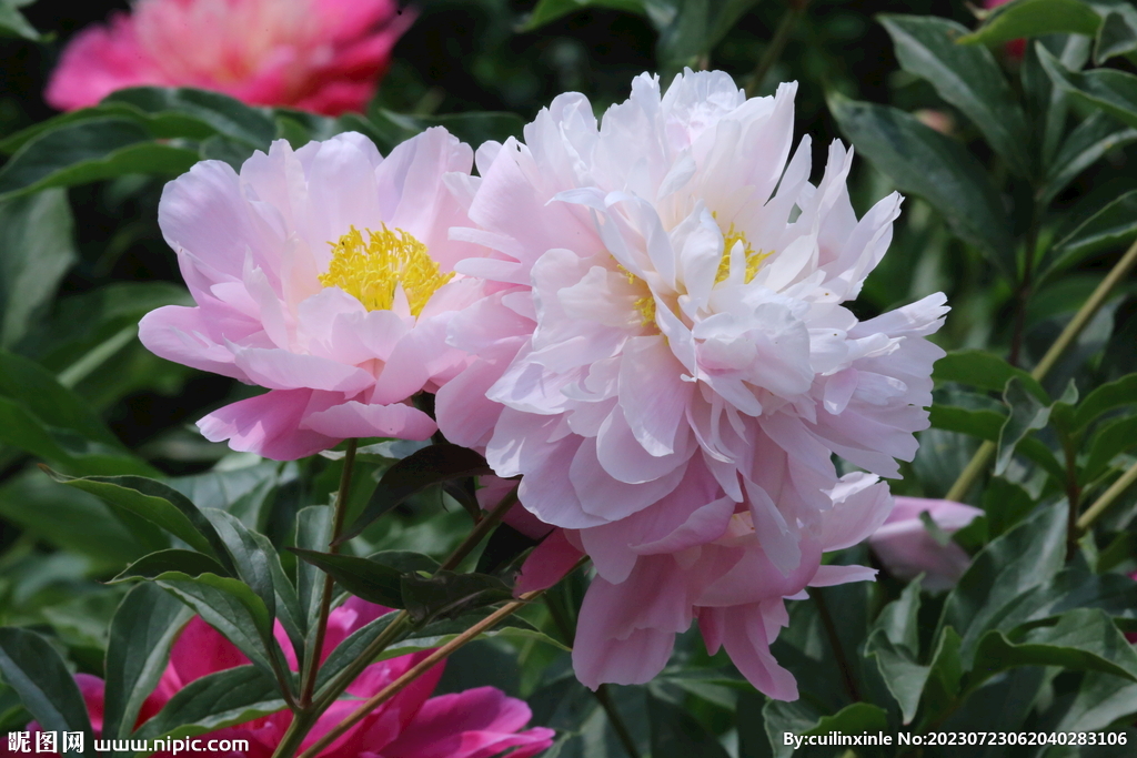 芍药花
