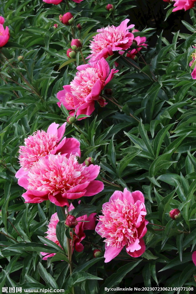 芍药花 