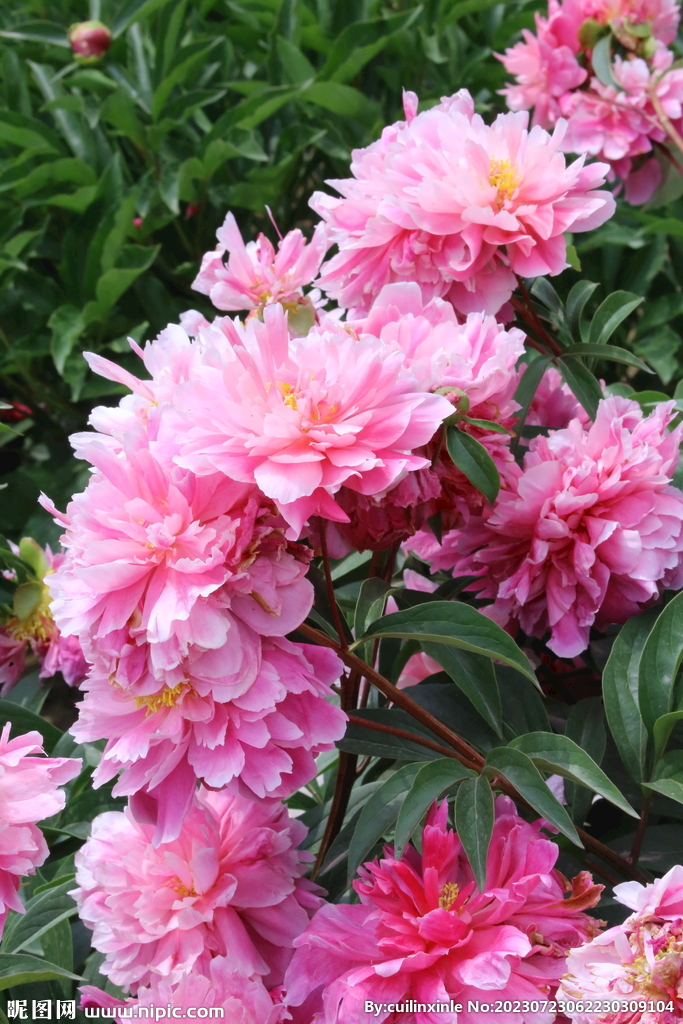 芍药花