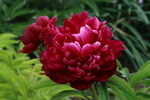 芍药花 