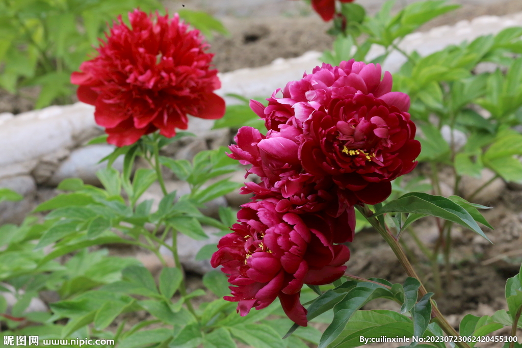 芍药花
