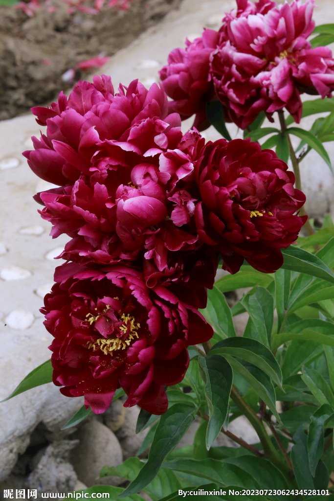 芍药花 