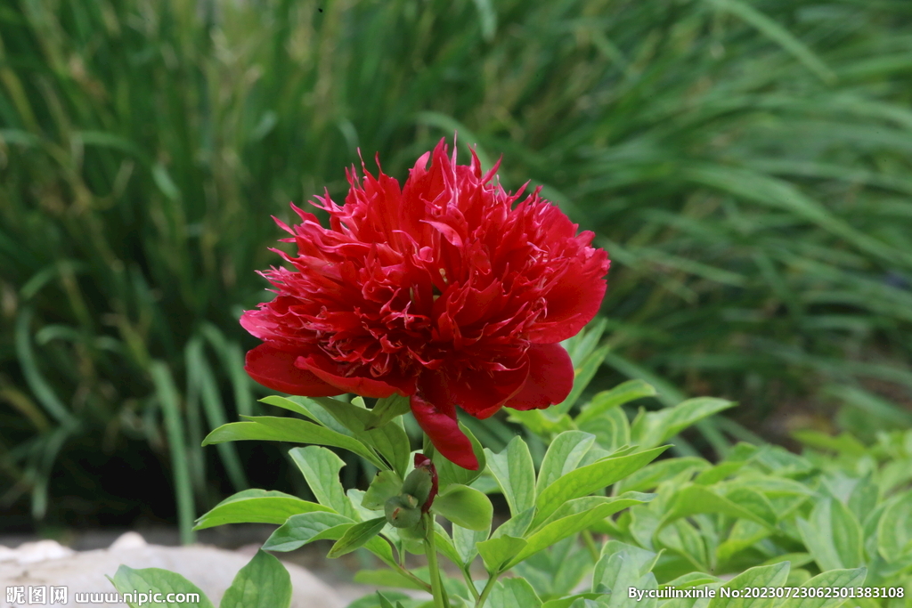 芍药花