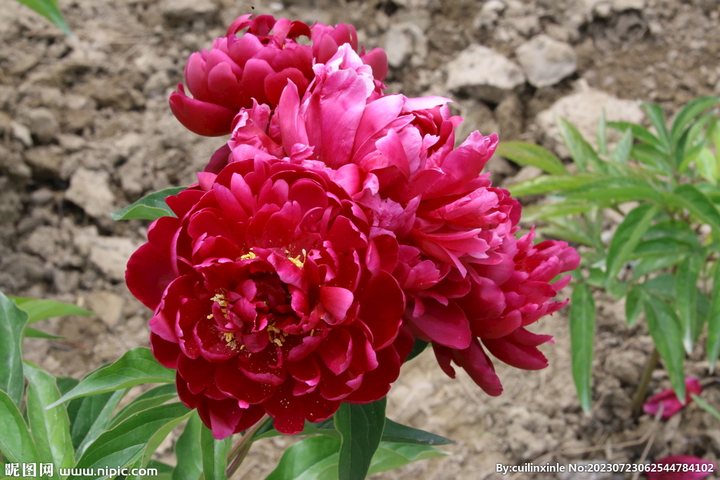 芍药花 