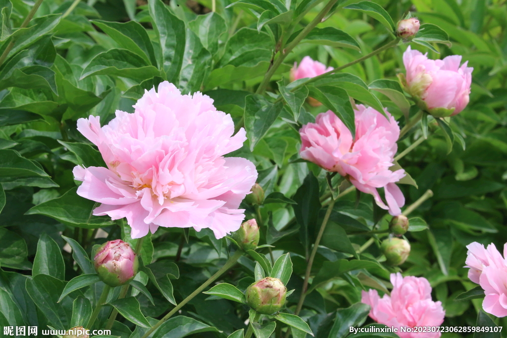 芍药花 