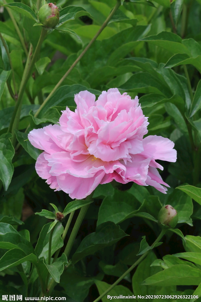 芍药花