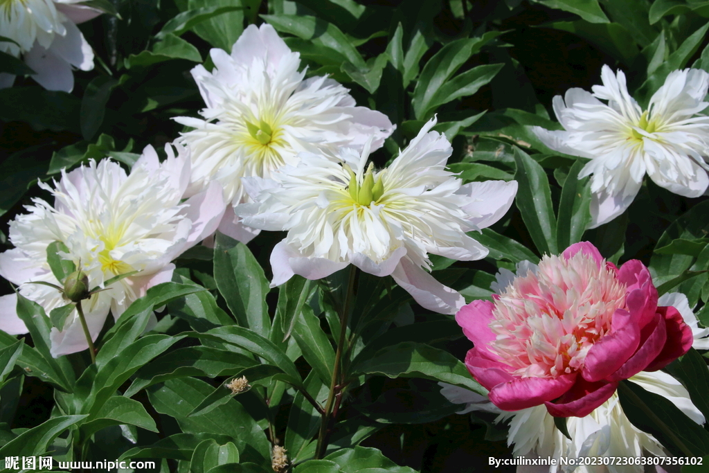 芍药花