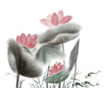 手绘荷花