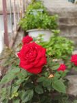 月季花