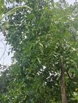 青枣树