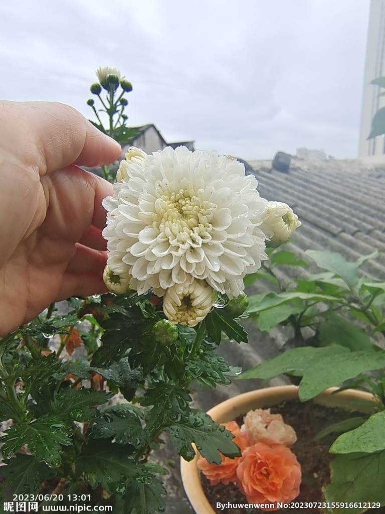 菊花