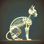 猫，骨骼，平面，外轮廓