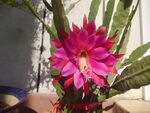 花卉