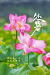 处暑海报