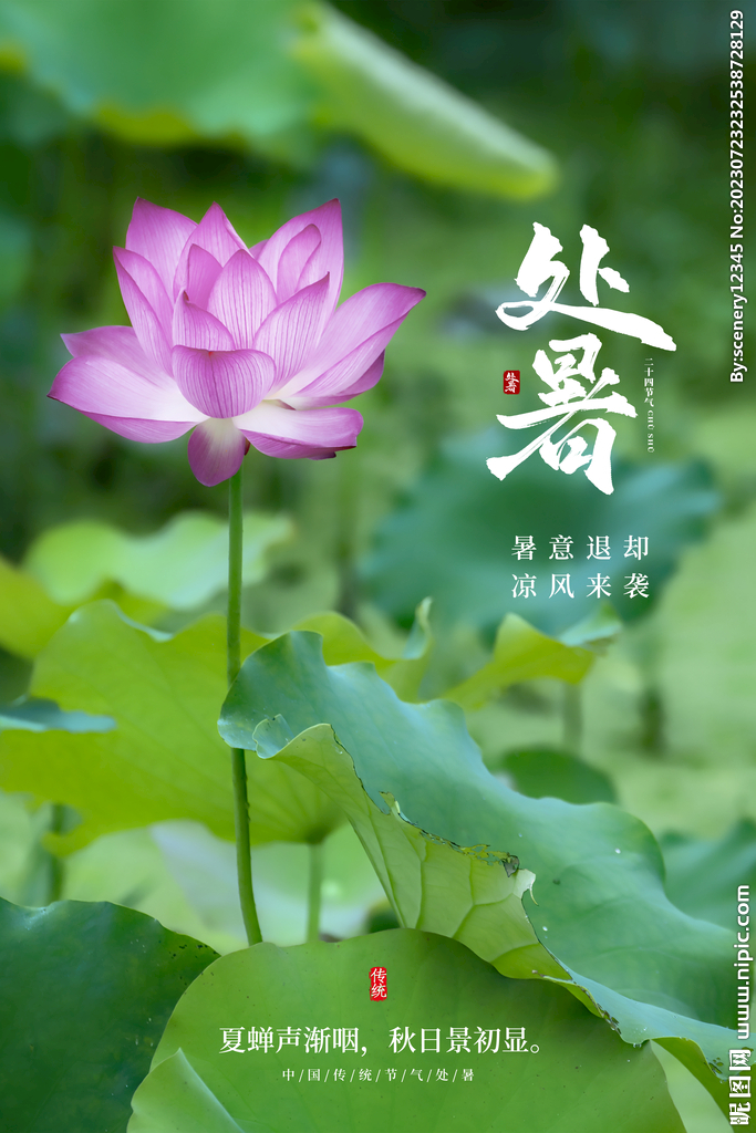 处暑海报