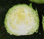 白菜