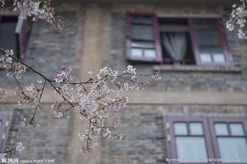 武汉大学樱花