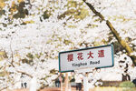 武汉大学樱花大道