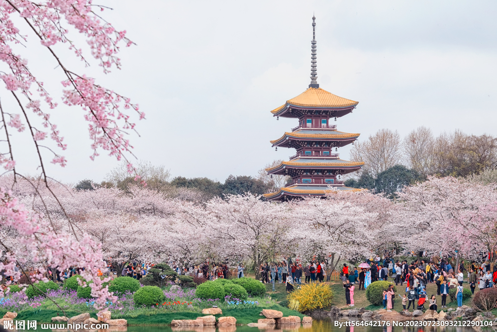 武汉东湖樱花园