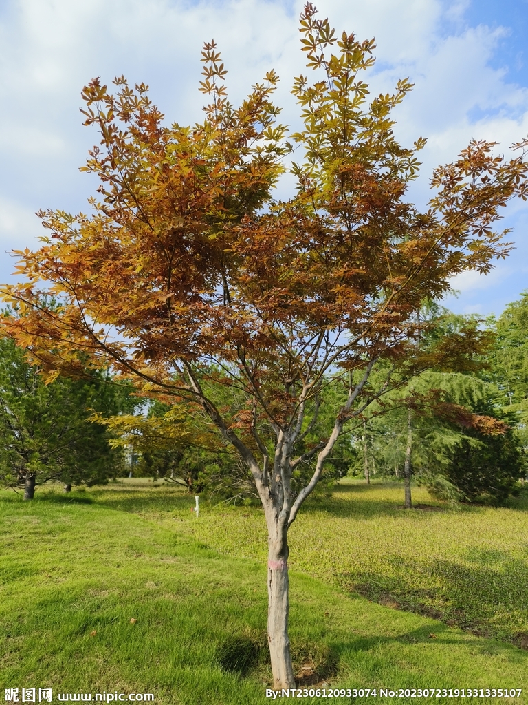 风景树