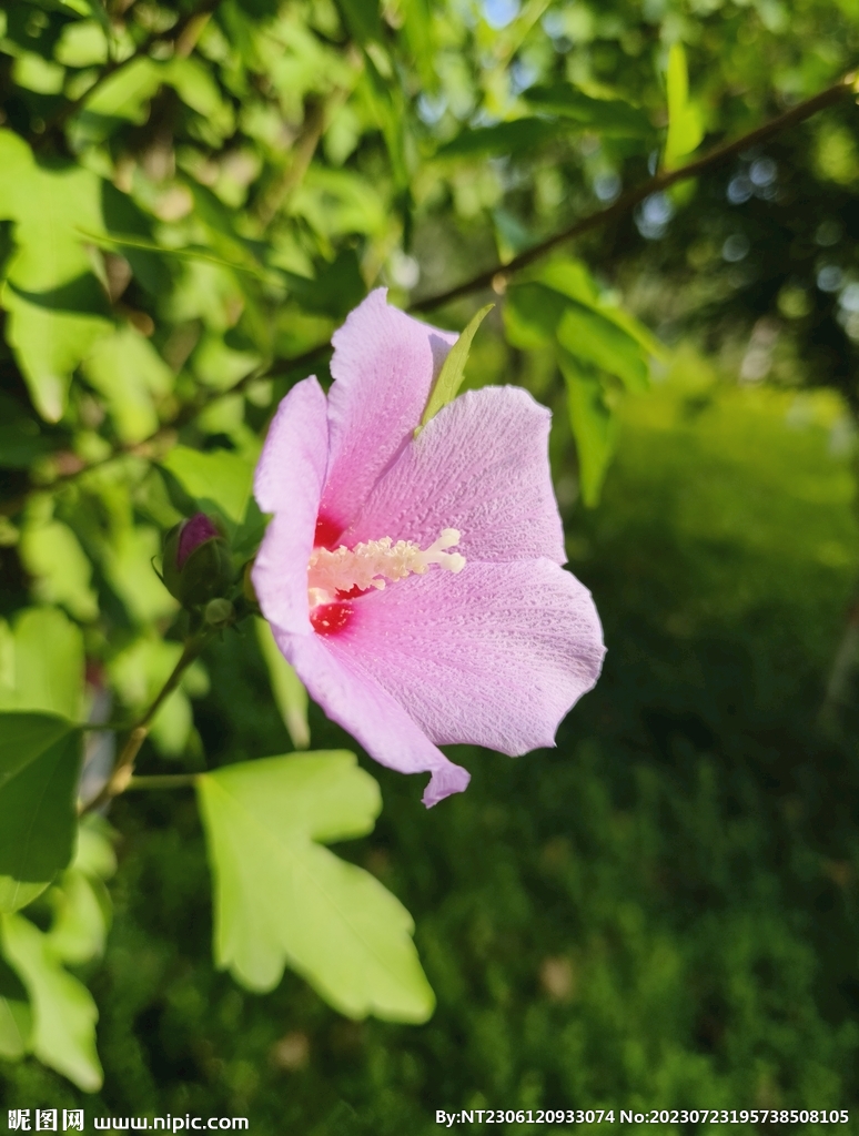 粉色的花