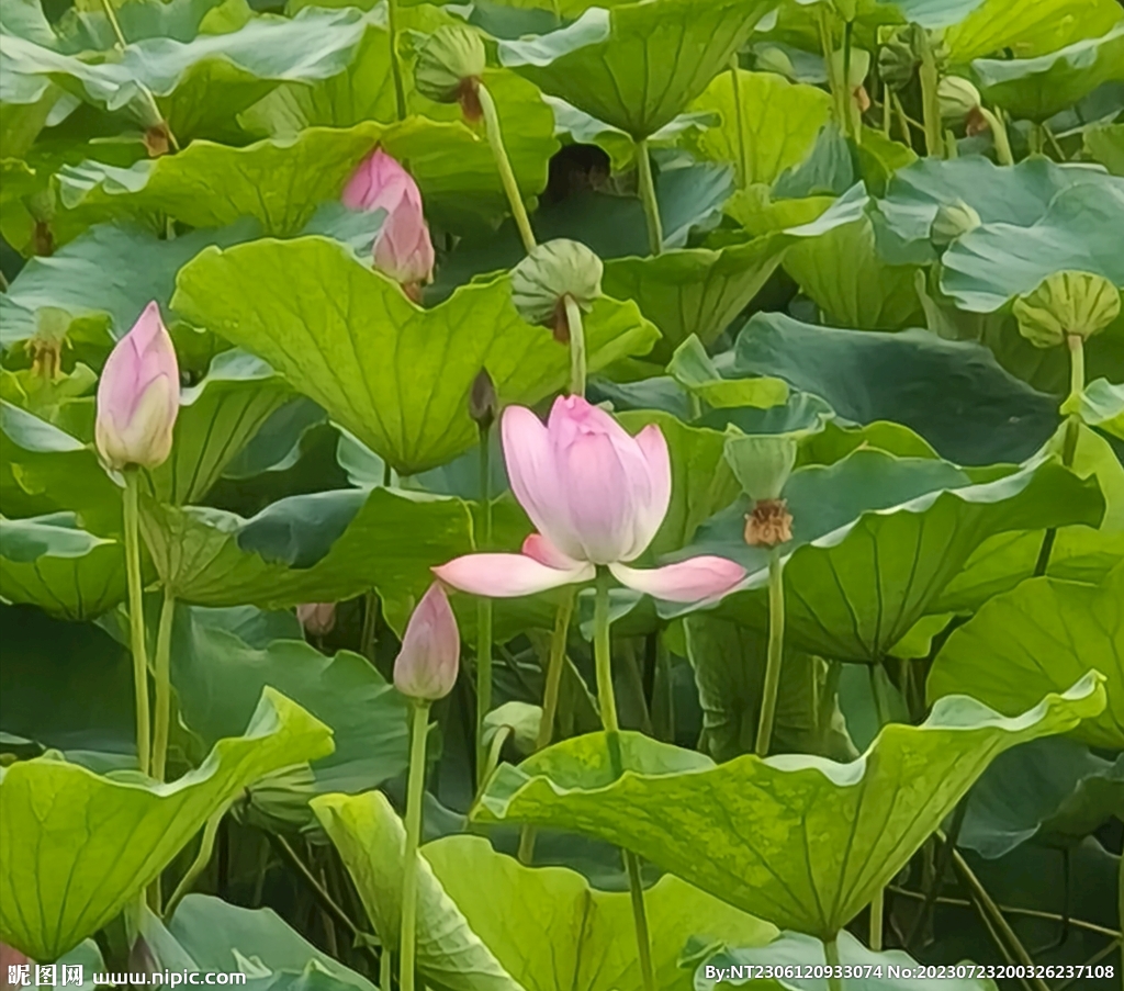 荷花