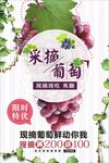 葡萄