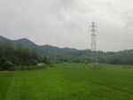 稻田