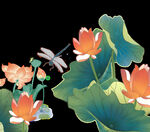 荷花 蜻蜓