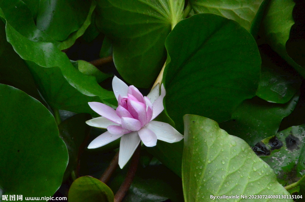 睡莲花