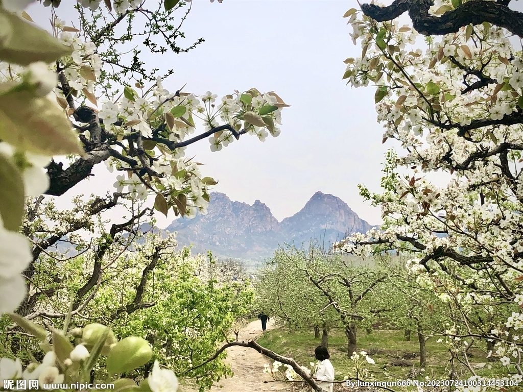 山间梨花开