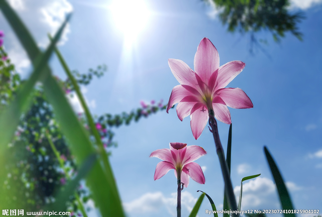 水仙花