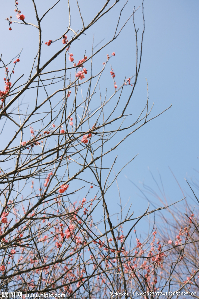 梅花