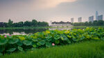 武汉沙湖公园风光