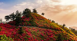 武汉云雾山杜鹃花风光