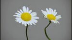小雏菊